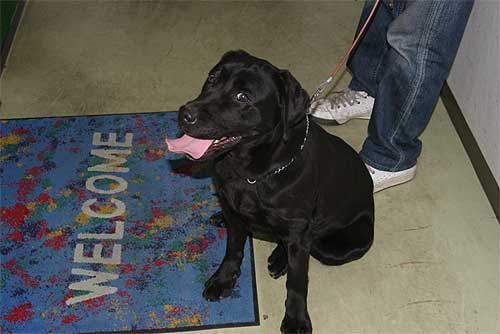 Lab