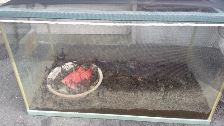 ビートル大量入荷！