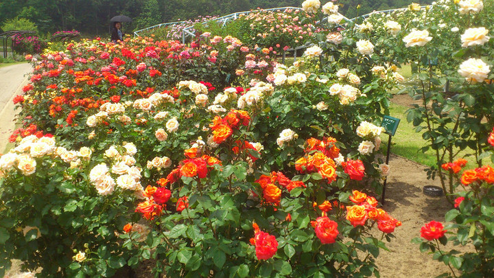 足を伸ばして見ました