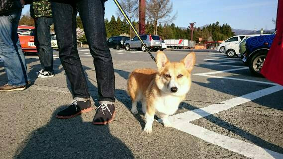 今日のワンコ