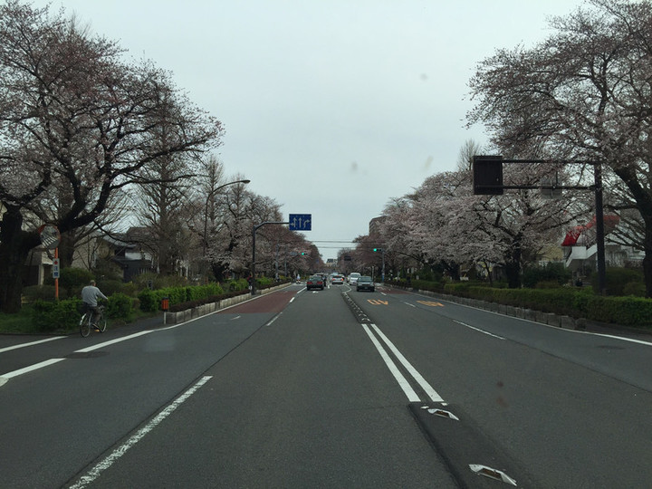 サクラサク