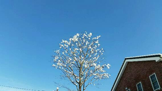 雪後晴れ2
