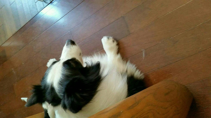 犬に教わること