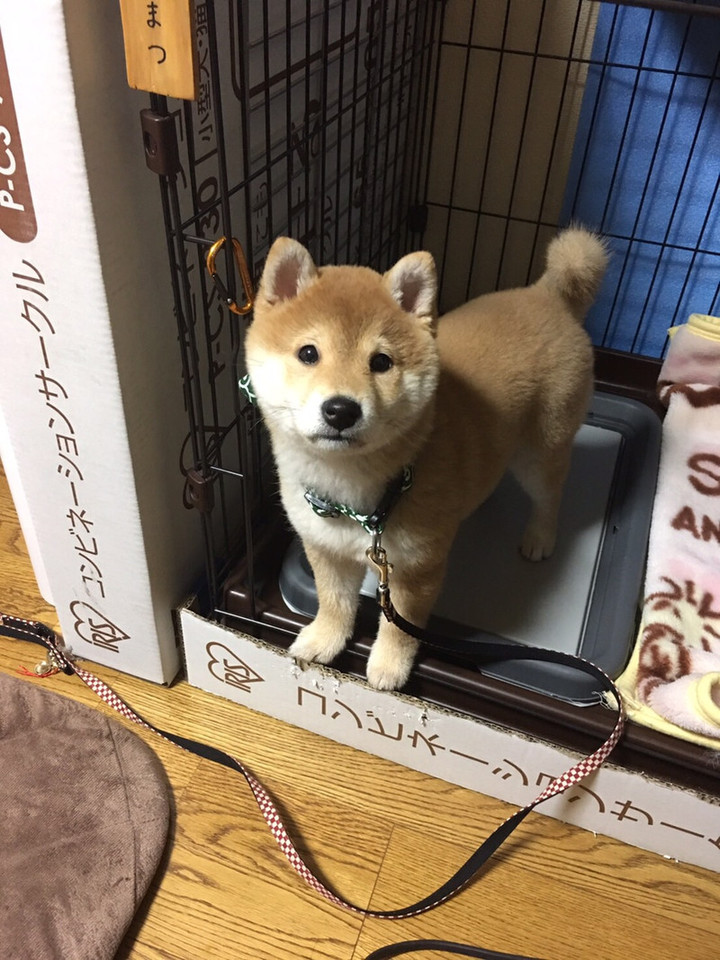 成長中。