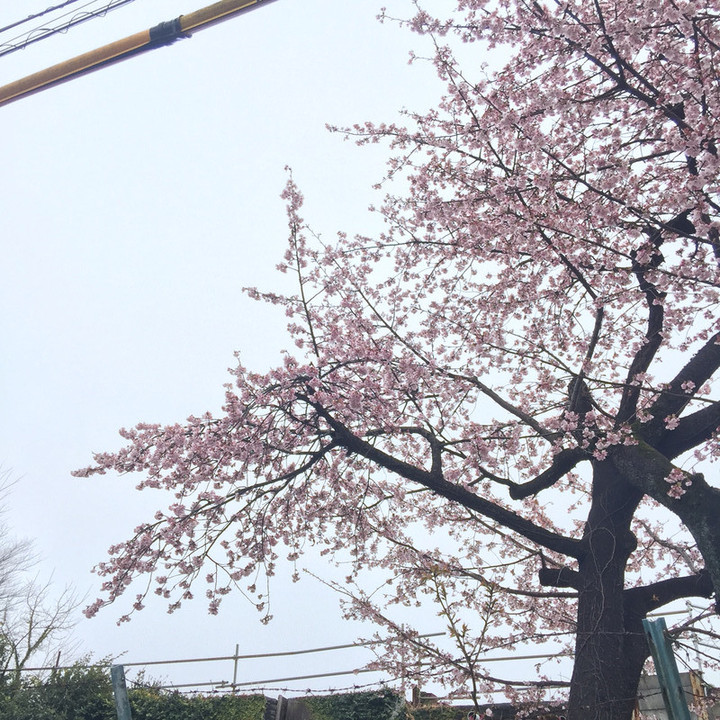 桜咲く