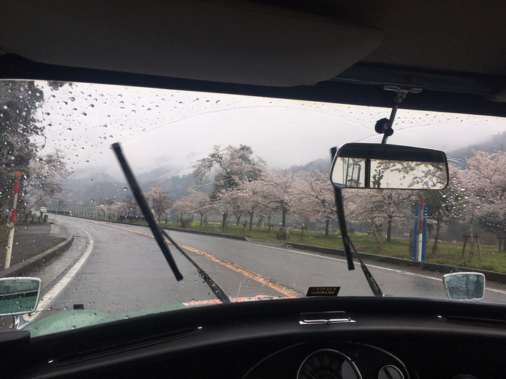 サクラ