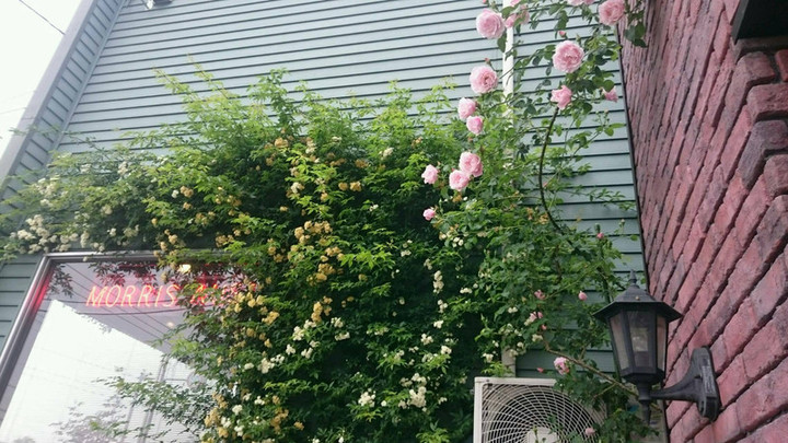 咲き始めました