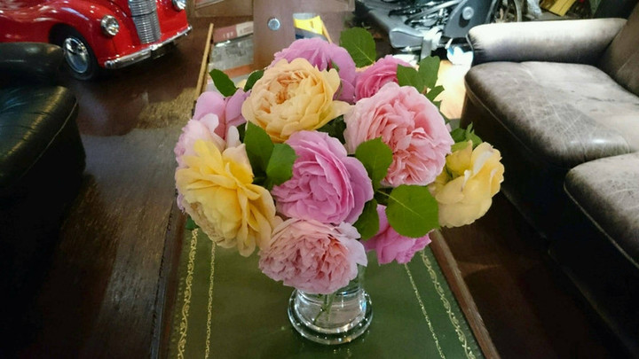 咲き始めました