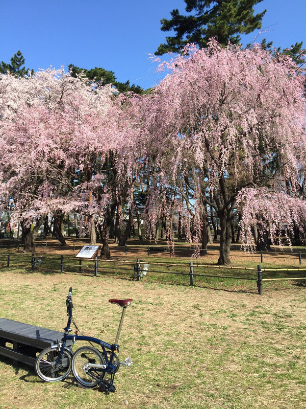 桜パトロール