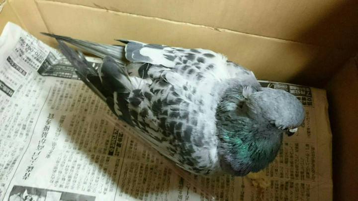 鳩助け？