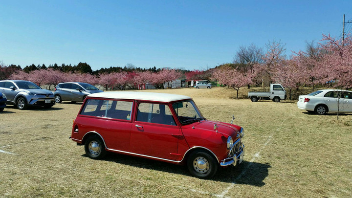 ウメとサクラ