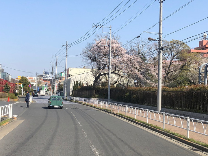桜とカントリーマン
