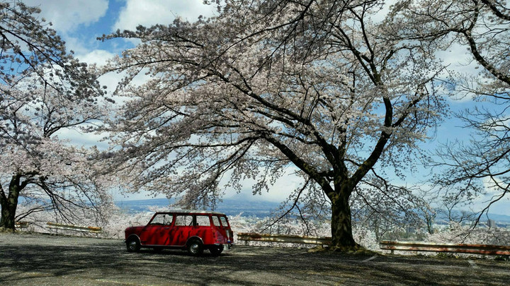 お花見スタートです