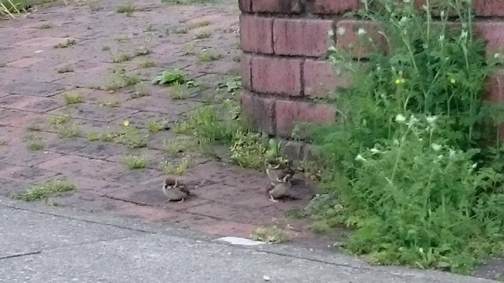 今年も赤いミニから巣立ちました
