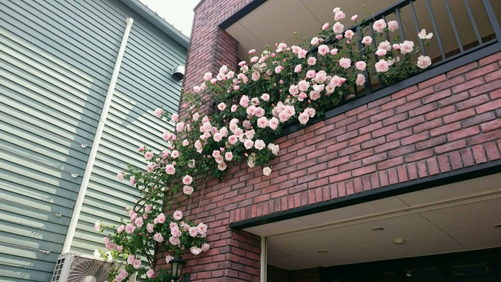 キレイに咲いています