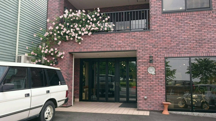 キレイに咲いています