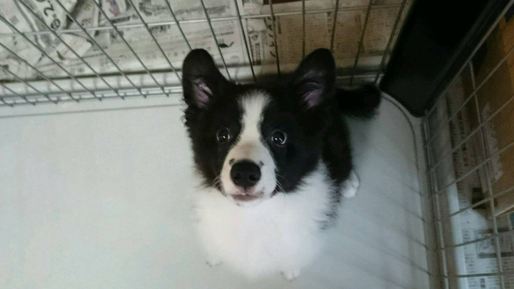 しんじんきょういく