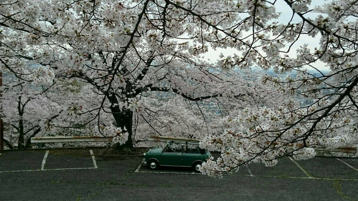 チェリーブロッサム