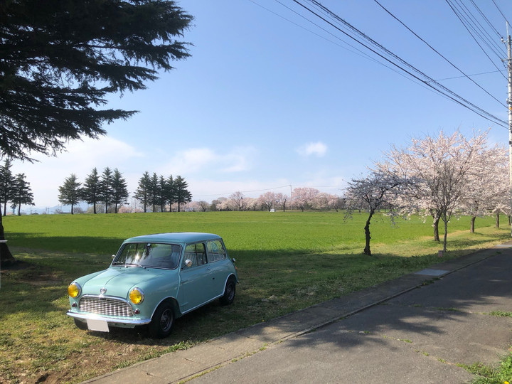 桜とミニと青空と　PART2