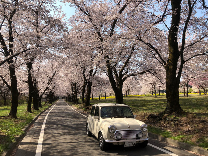 赤城千本桜
