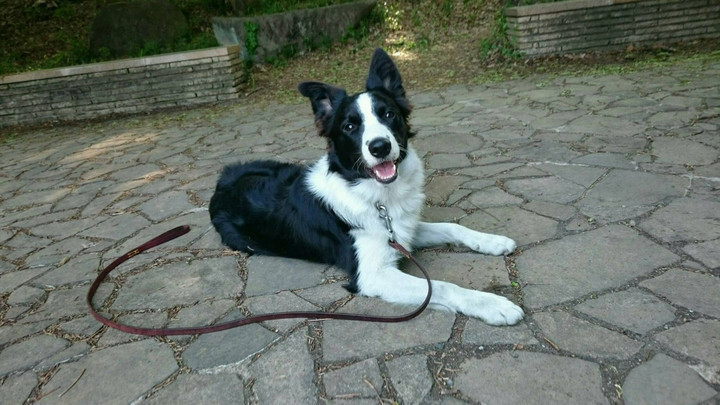 ビスケット１歳