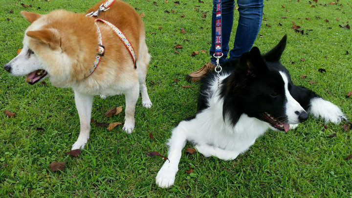 犬便り～S君健在