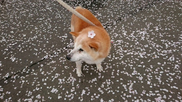 少しの間だけ、バイバイ