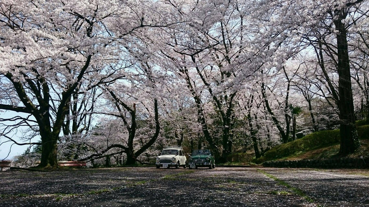 大きな桜の木の下で
