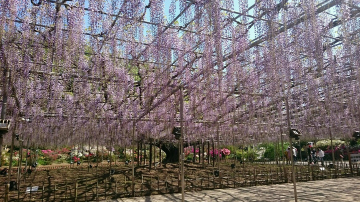 花園