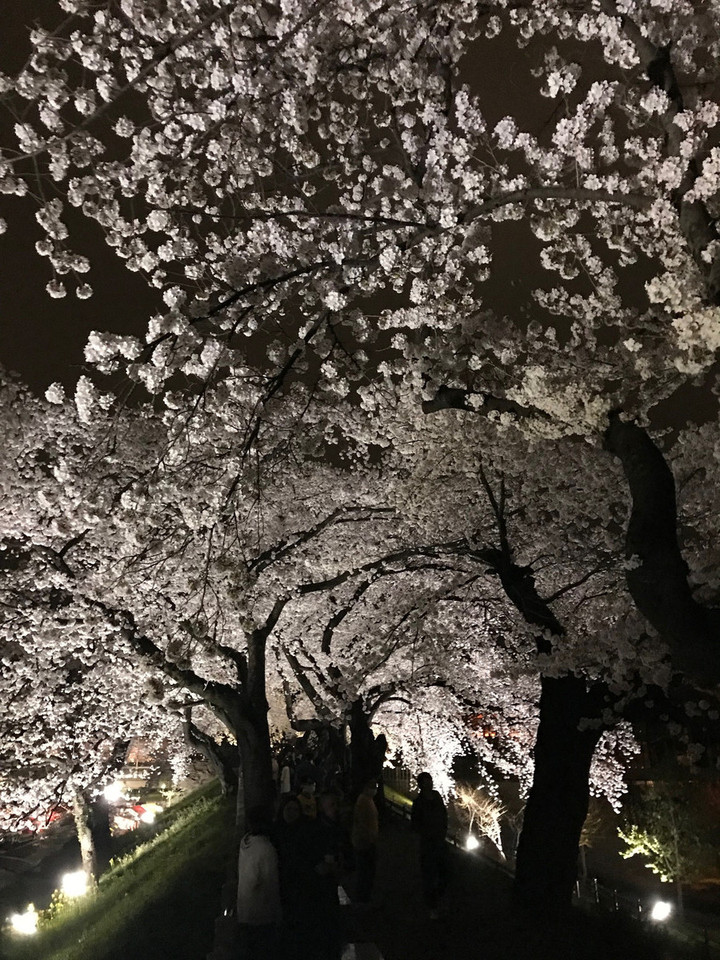 夜桜