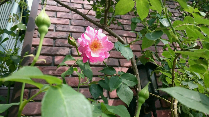 今年の１輪目