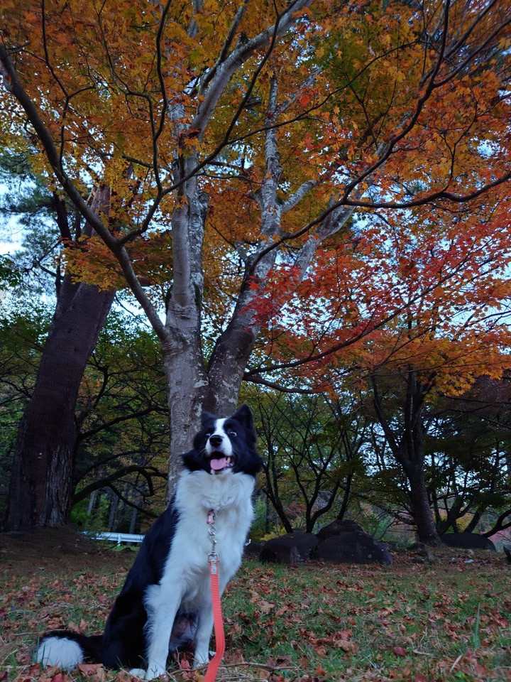 赤城山〜紅葉〜中腹
