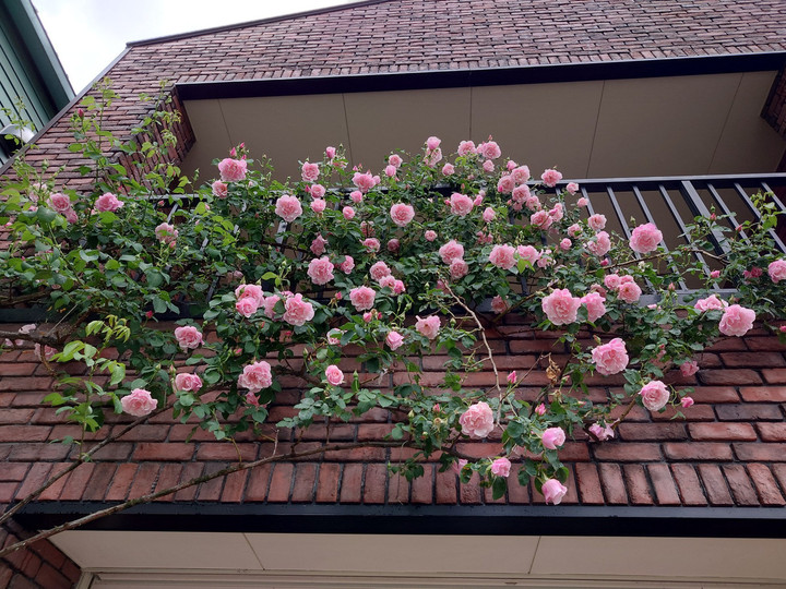 今年も始まりました