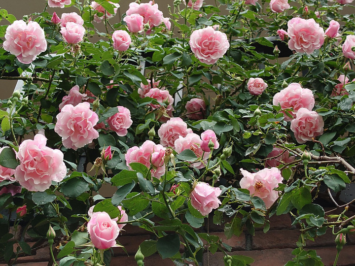 今年も始まりました