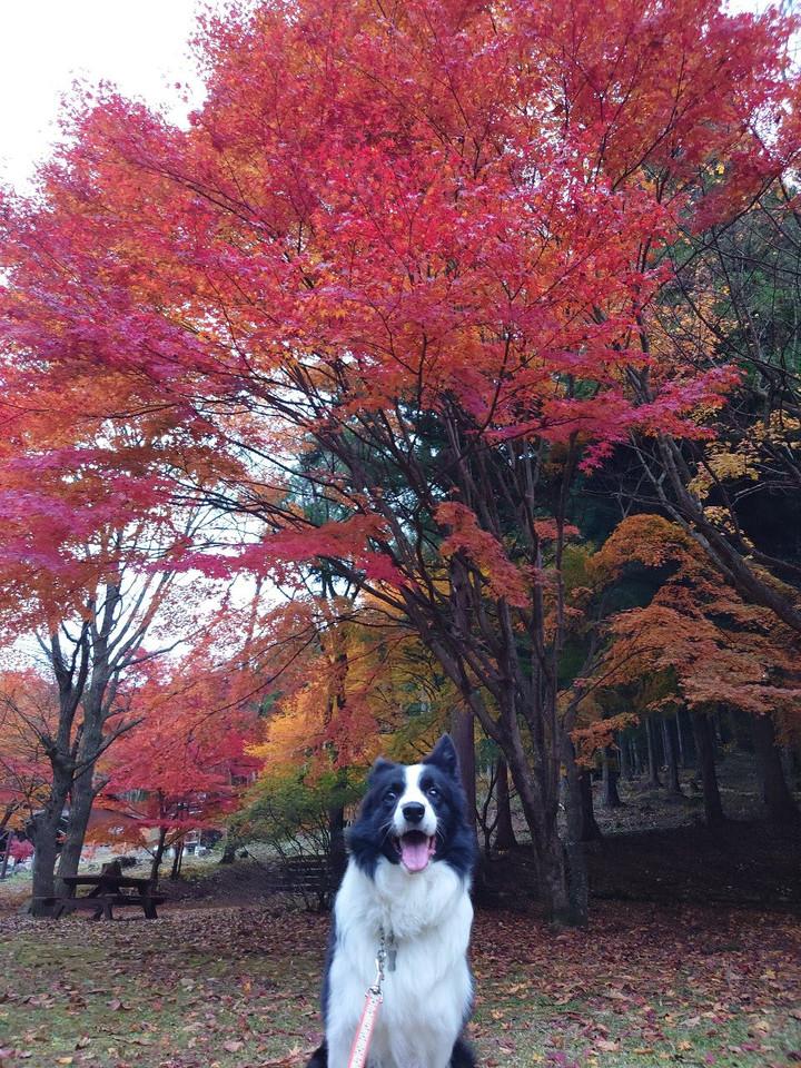 赤城の紅葉