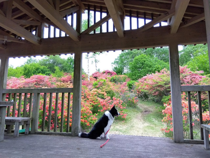 赤城山のツツジ